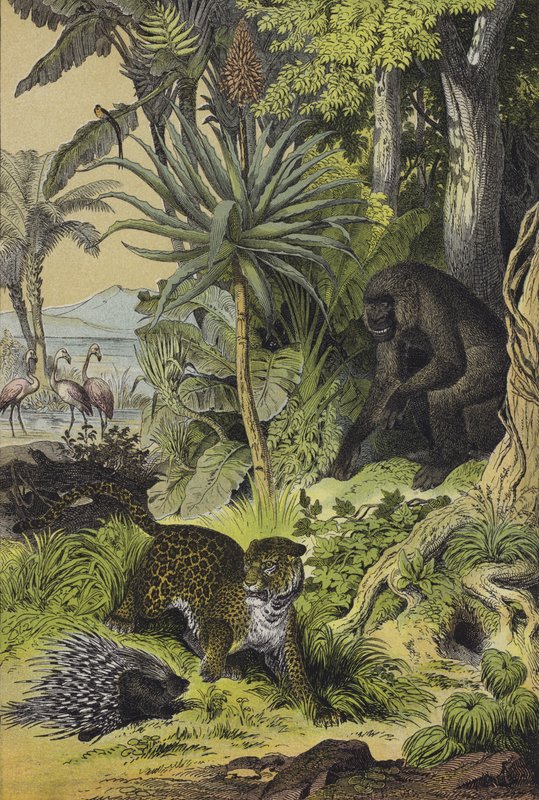 Animais e plantas da Guiné Equatorial (cor litho) de European School