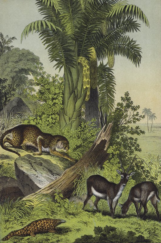 Animais e plantas da Índia (cor litho) de European School