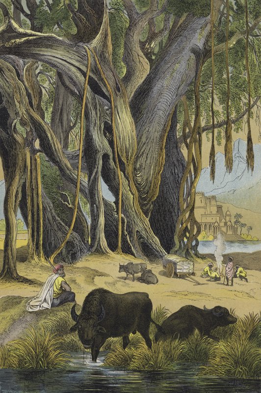 Animais e plantas da Índia (cor litho) de European School