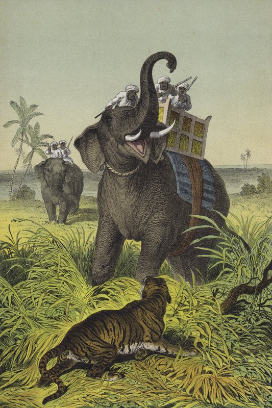 Animais e plantas da Índia (cor litho) de European School