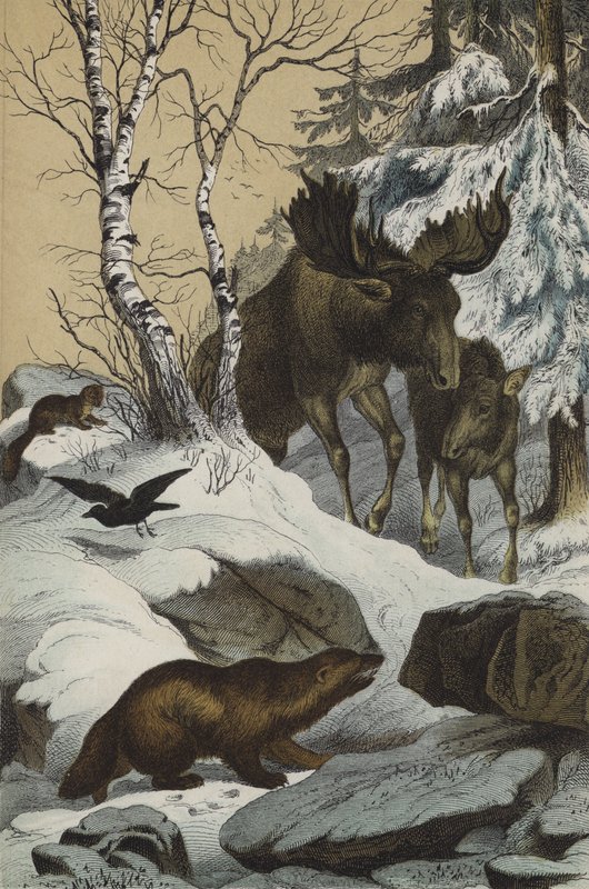 Animais e plantas da Lapónia (cor litho) de European School