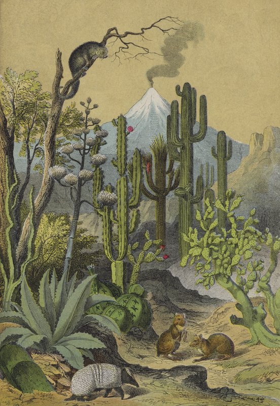 Animais e plantas do México (cor litho) de European School