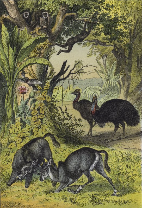 Animais e plantas do sul da Ásia (cor litho) de European School