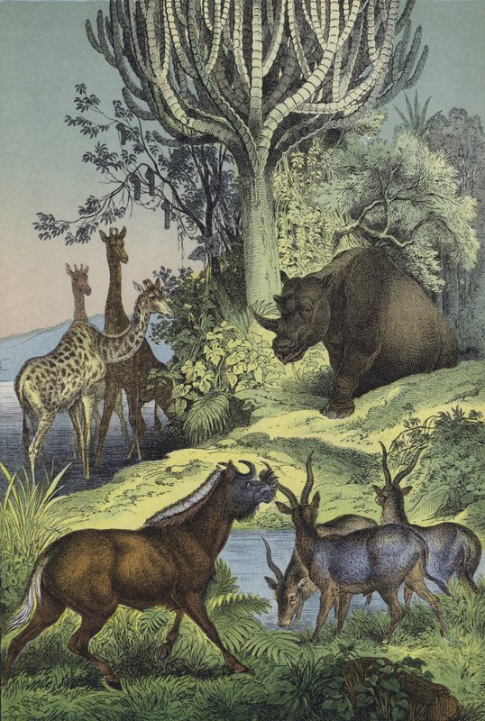 Animais e plantas da região abissínia das colinas (cor litho) de European School