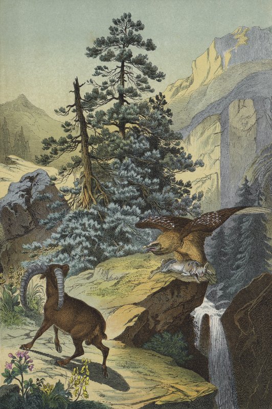 Animais e plantas dos Alpes (cor litho) de European School
