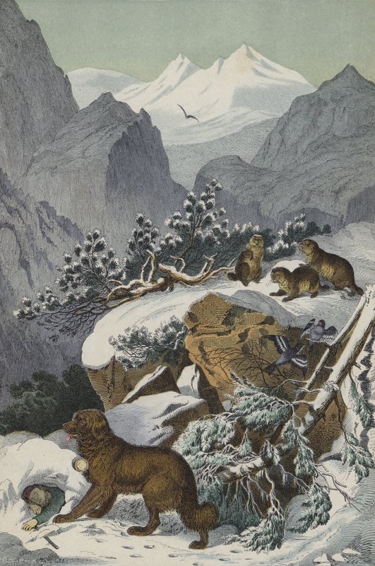 Animais e plantas dos Alpes (cor litho) de European School