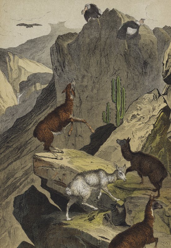 Animais e plantas dos Andes (cor litho) de European School