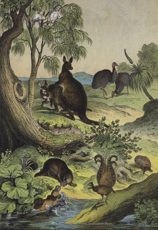 Animais e plantas do interior da Austrália (cor litho) de European School