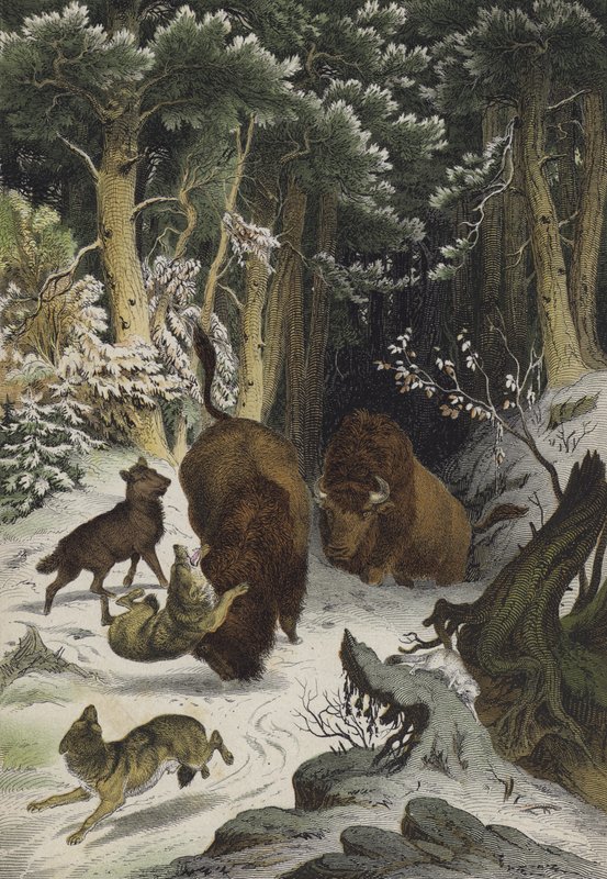 Animais e plantas da Floresta de Bialowicz, Lituânia (cor litho) de European School
