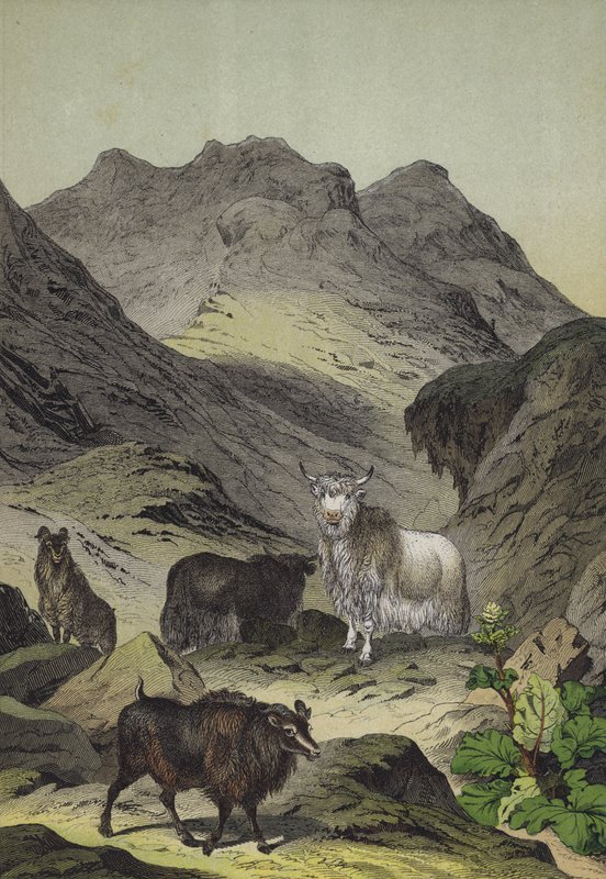 Animais e plantas das Terras Altas do Tibete (cor litho) de European School