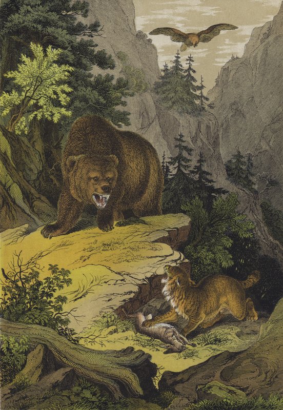 Animais e plantas das Montanhas Rochosas da América do Norte (litografia a cores) de European School