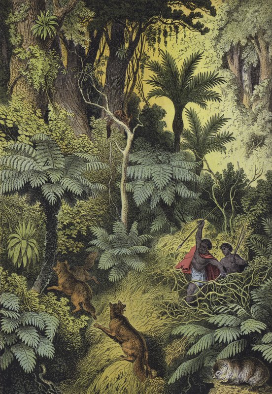 Animais e plantas das florestas costeiras da Austrália (litografia a cores) de European School