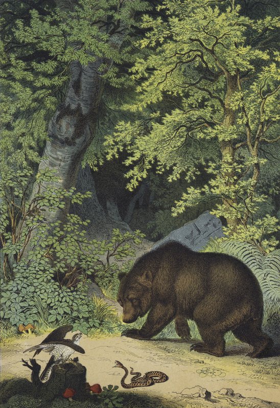 Animais e plantas dos bosques folhosos da Europa Central (cor litho) de European School