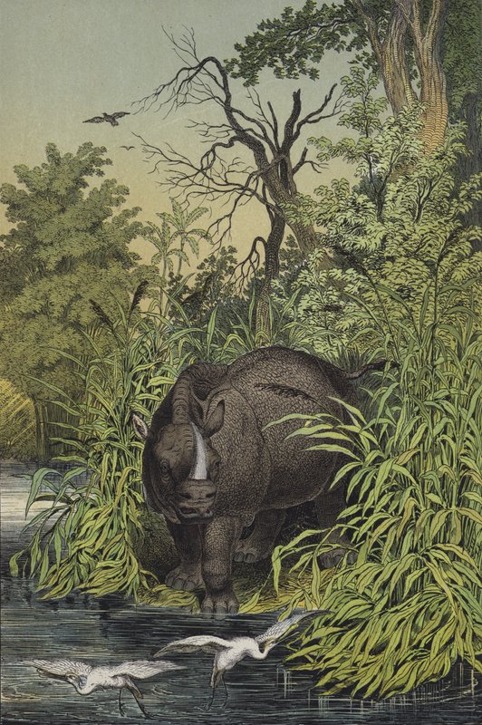 Animais e plantas das regiões pantanosas da Índia (cor litho) de European School