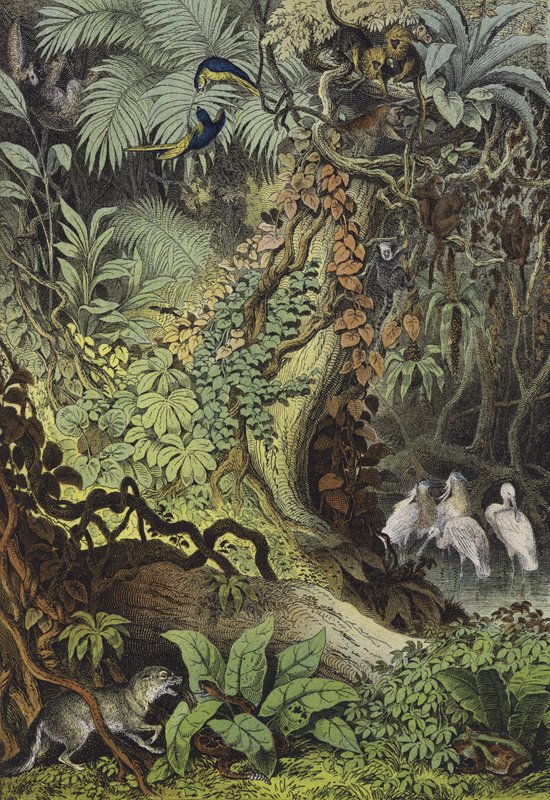 Animais do Brasil (cor litho) de European School