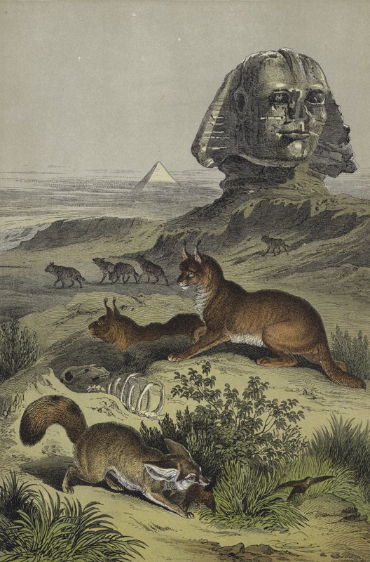 Animais do Egipto (cor litho) de European School