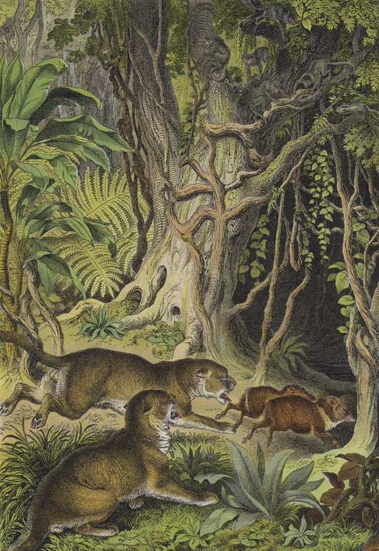 Animais da Guiana (cor litho) de European School