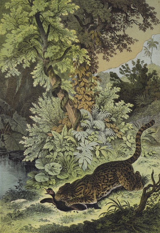 Animais da Guiana (litografia a cores) de European School