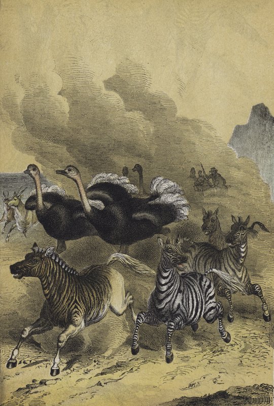 Animais da África Austral (cor litho) de European School
