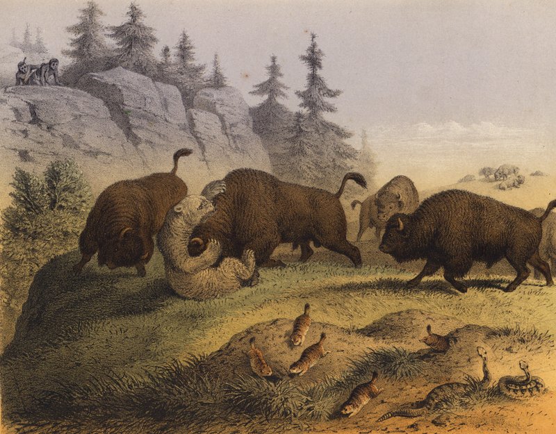 Animais das pradarias americanas (litografia a cores) de European School