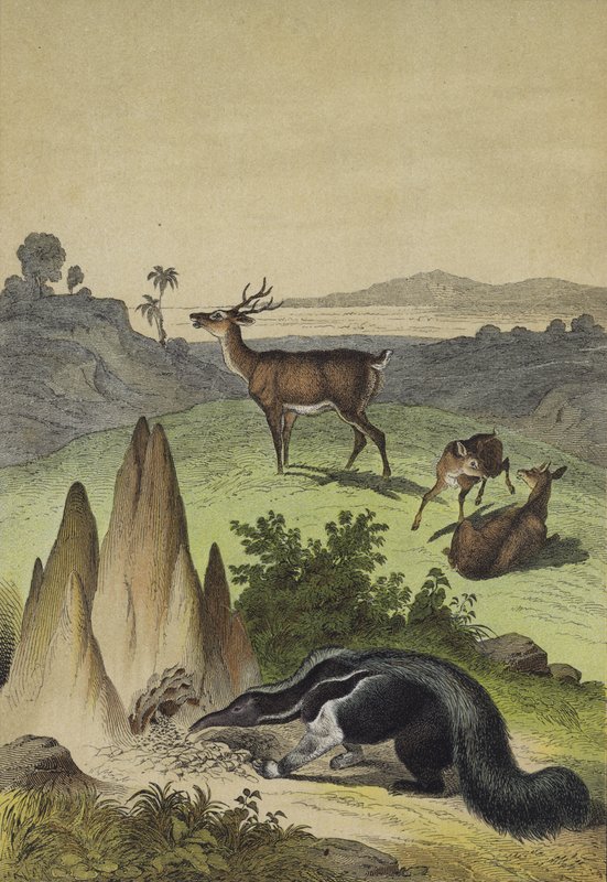 Animais dos Pampas Sul-Americanos (cor litho) de European School
