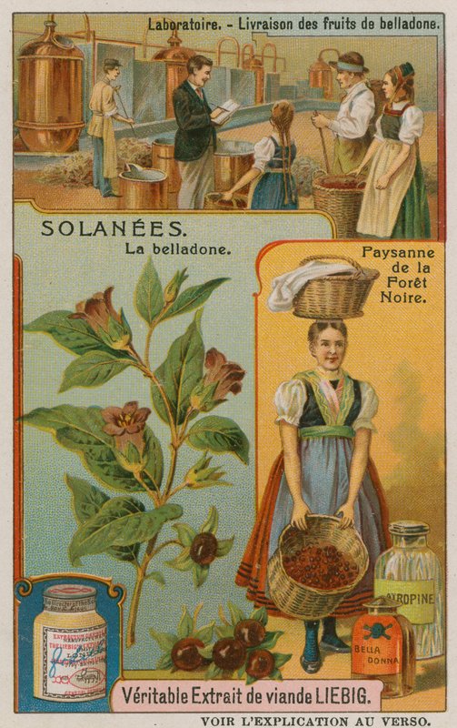 Atropa Belladonna ou Nightshade de European School