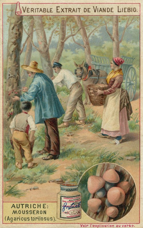 Áustria: mousseron (Agaricus torilosus) de European School