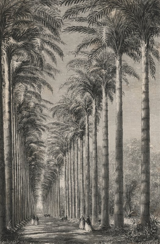 Avenida das Palmeiras no Jardim Botânico do Rio-De-Janeiro (gravura) de European School