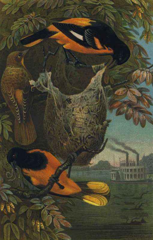 Baltimorevogel de European School