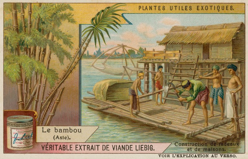 Bambu de European School