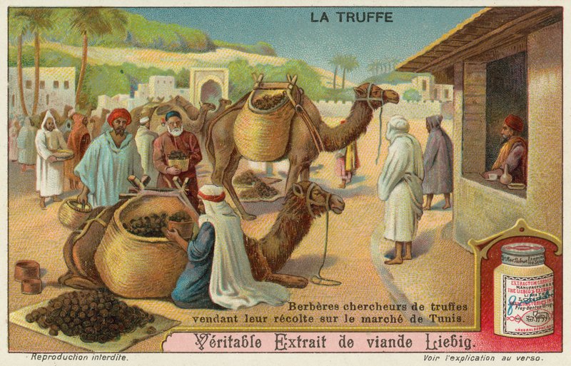 Berberes inspecionam as trufas para venda no mercado em Tunis de European School