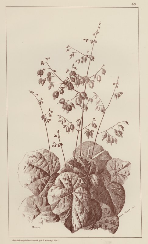 Bigonia (membros) de European School