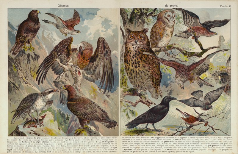 Aves de rapina (chromolitho) de European School