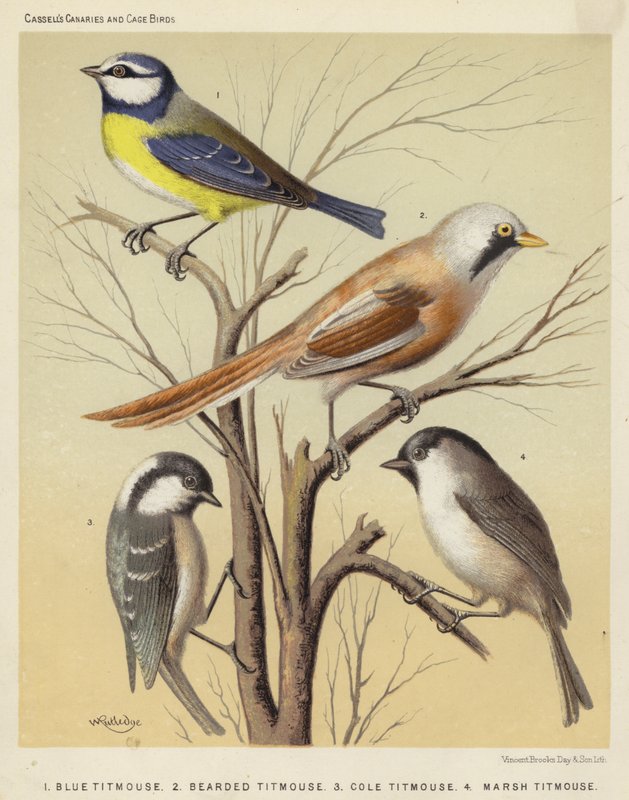 Titmouse azul, chapim barbudo, chapim cole, chapim marsh (lito colorido) de European School
