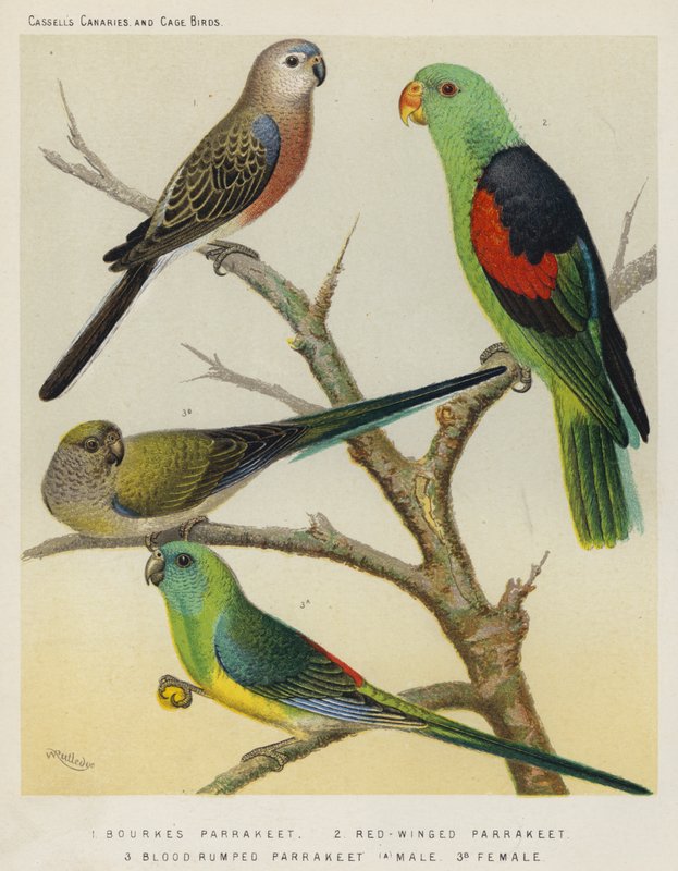 Bourkes Parrakeet, Red-winged Parrakeet, Blood Rumped Parrakeet, Macho, Fêmea (lito a cores) de European School