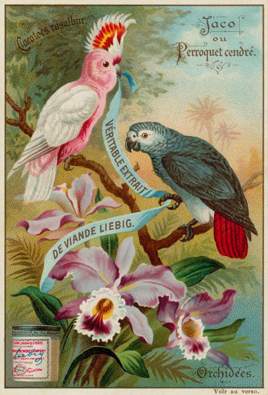 Rosalbin Cacatoes, Ash Parrot e Orquídeas de European School