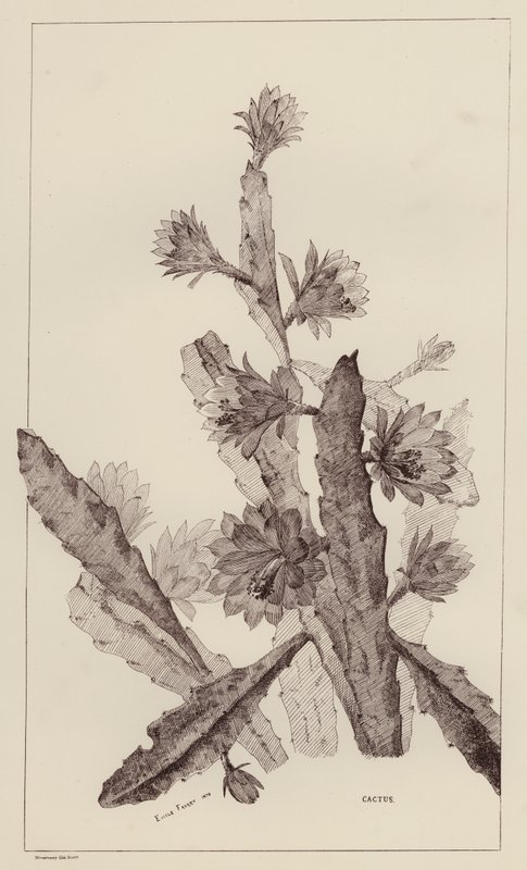 Cacto (litho) de European School