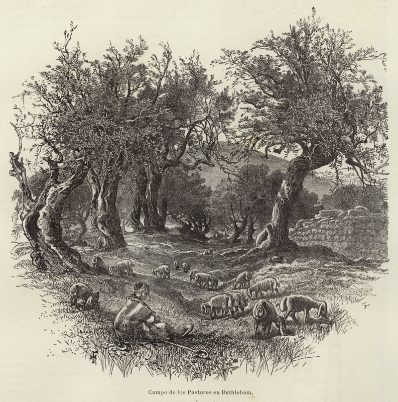Campo dos pastores em Belém de European School