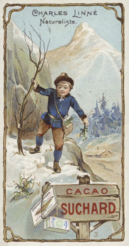 Carl Linnaeus, botânico sueco e zoólogo, quando criança de European School