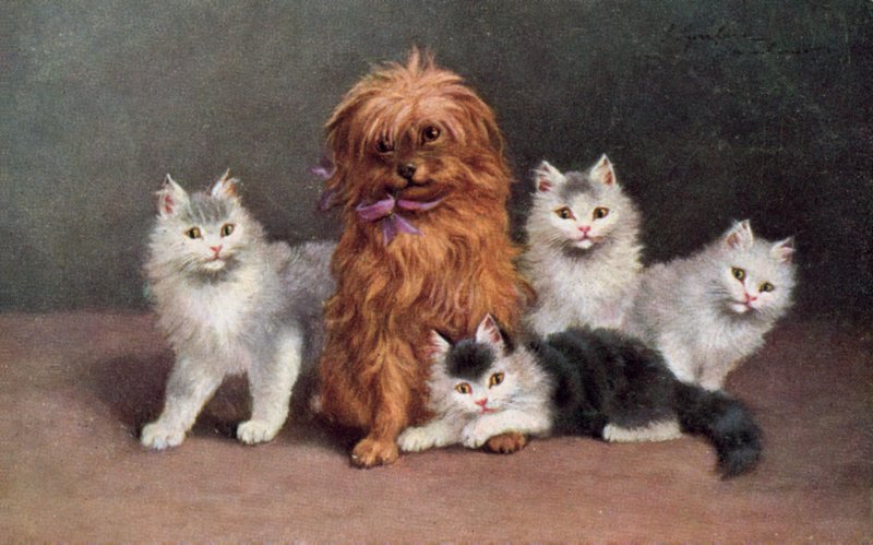 Postal de gato (litografia a cores) de European School