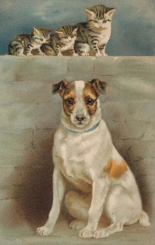 Gatos a observar um cão (litografia a cores) de European School