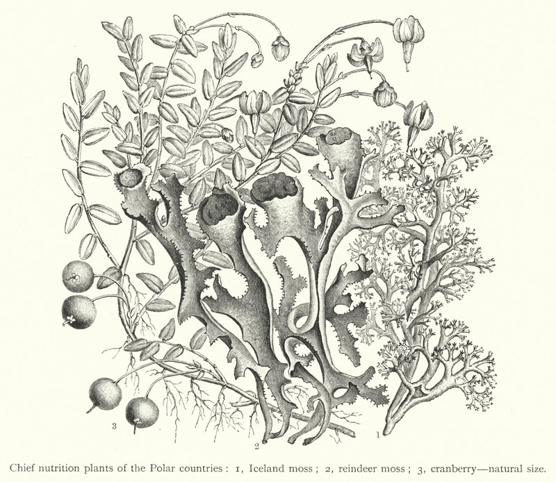 Principais plantas de nutrição dos países polares (gravura) de European School