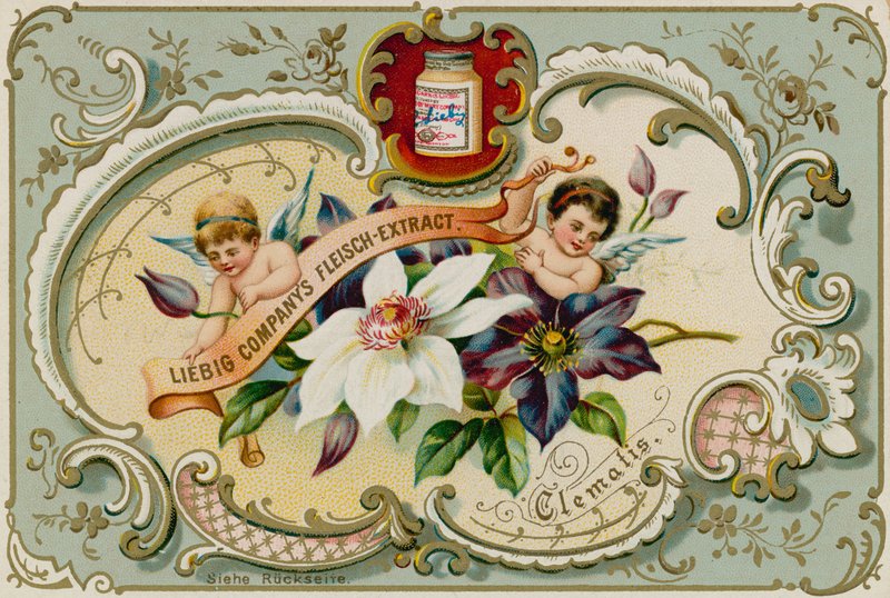 Clematis de European School