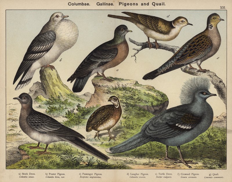 Columbae, Gallinae, Pombos e Codornizes (litografia a cores) de European School