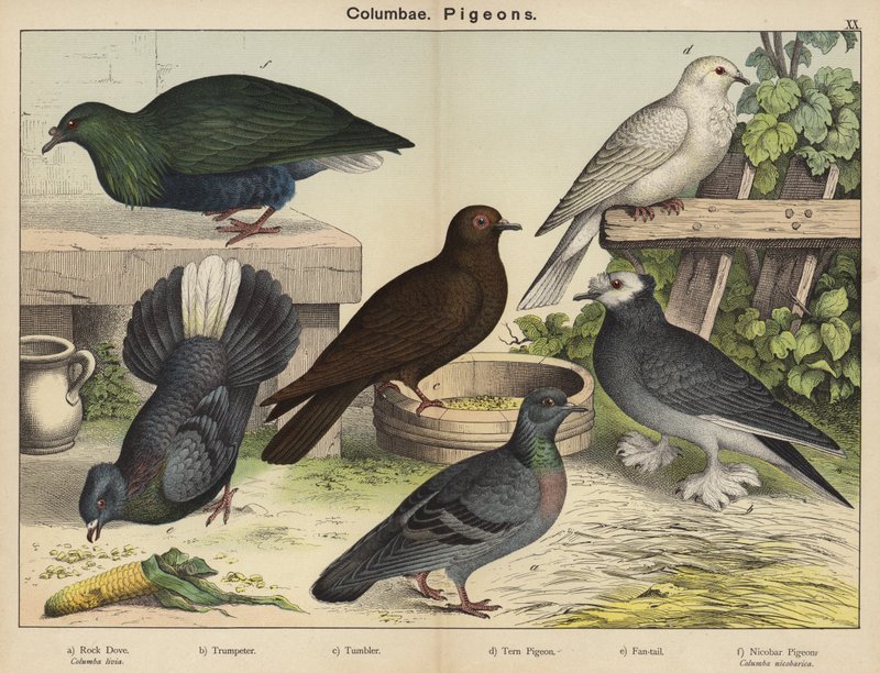 Columbae, Pombos (litografia a cores) de European School
