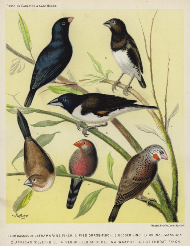 Pintassilgo ou Ultramarino, Gralha-de-bico-vermelho, Pintassilgo-de-capuz ou Mannikin de bronze, Bico-de-prata-africano, Bico-de-lacre-de-barriga-vermelha ou de Santa Helena, Pintassilgo-de-bico-cortado (litografia a cores) de European School