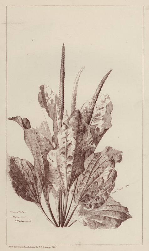 Plátano comum (litho) de European School