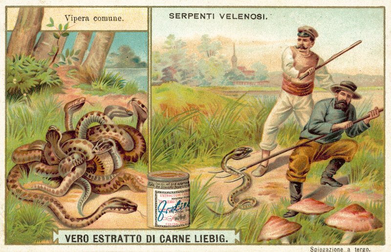Víbora comum (chromolitho) de European School