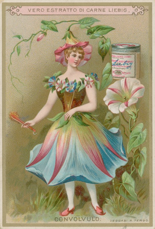 Menina de flor do convólvulo de European School