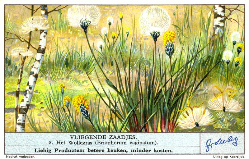 Erva-de-algodão (Eriophorum vaginatum) (cromólito) de European School